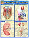 QuickStudy - Urogenital System@